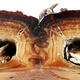 Cross section of the medial suture, where two halves of the beetle’s elytra meet. The jigsaw puzzle-like configuration, when stressed and stretched, allows for elasticity, preventing breakage.